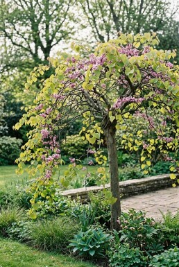 Cercis canadensis 'Golden Falls'
