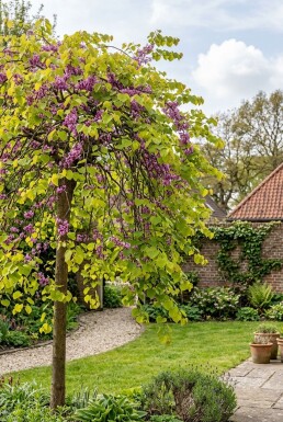Cercis canadensis 'Golden Falls' Beveerd