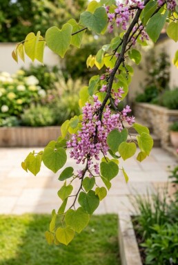 Cercis canadensis 'Golden Falls' Beveerd