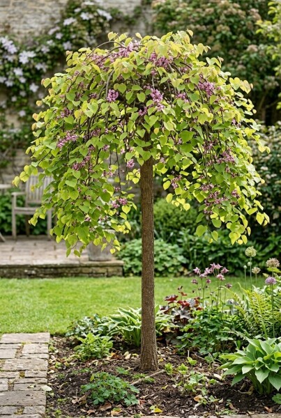Cercis canadensis 'Golden Falls' Halfstam