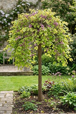 Cercis canadensis 'Golden Falls' Halfstam