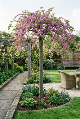 Cercis canadensis 'Traveller' Halfstam