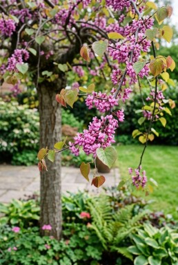 Cercis canadensis 'Traveller' Halfstam