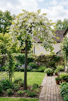 Cercis canadensis 'Vanilla Twist' Hoogstam