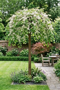 Cercis canadensis 'Vanilla Twist' Hoogstam