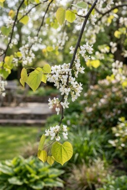 Cercis canadensis 'Vanilla Twist' Hoogstam