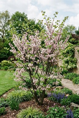 Cercis chinensis 'Shirobana' Struik