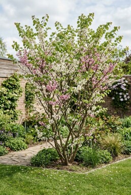 Cercis chinensis 'Shirobana' Struik