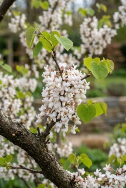 Cercis chinensis 'Shirobana' Struik