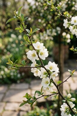 Chaenomeles speciosa 'Nivalis' gestokt