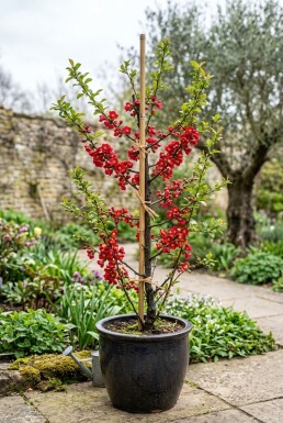 Chaenomeles superba 'Crimson and Gold' gestokt