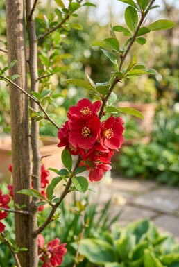 Chaenomeles superba 'Crimson and Gold' gestokt