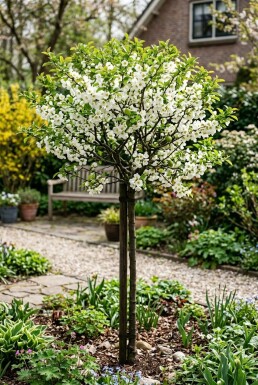 Chaenomeles superba 'Jet Trail' gestokt