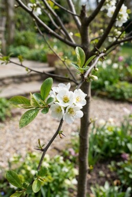 Chaenomeles superba 'Jet Trail' gestokt