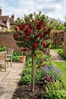 Chaenomeles superba 'Nicoline' gestokt