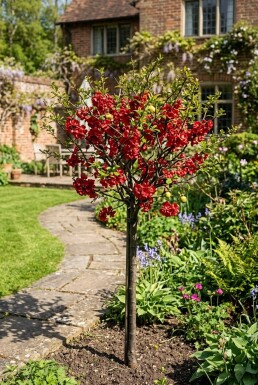 Chaenomeles superba 'Nicoline' gestokt