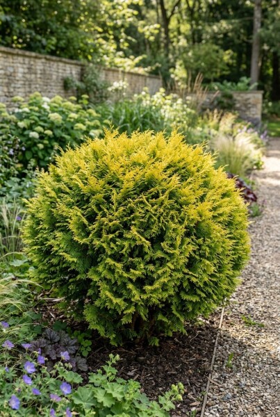 Chamaecyparis 'Butterball' Struik