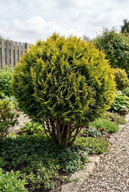 Chamaecyparis 'Butterball' Struik