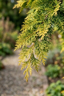 Chamaecyparis 'Butterball' Struik