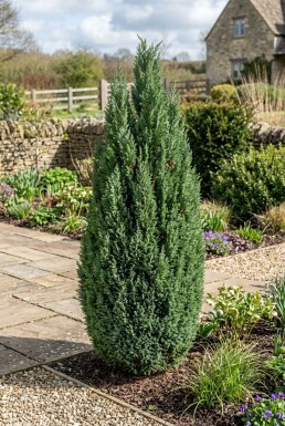 Chamaecyparis lawsoniana 'Ellwoodii' Struik