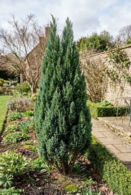 Chamaecyparis lawsoniana 'Ellwoodii' Struik