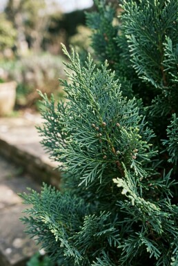 Chamaecyparis lawsoniana 'Ellwoodii' Struik