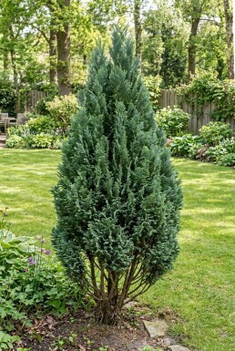 Chamaecyparis lawsoniana 'Ellwood's Empire' Struik