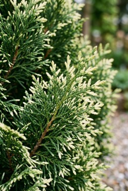 Chamaecyparis lawsoniana 'Pearly Swirls' Struik