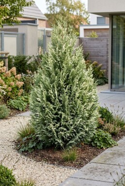 Chamaecyparis lawsoniana 'Snow White' Struik