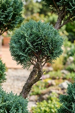 Chamaecyparis lawsoniana 'Wisselii' Ponpon
