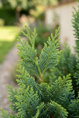 Chamaecyparis lawsoniana 'Wissel's Saguaro' Struik