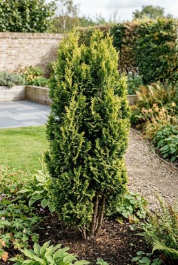 Chamaecyparis 'Maureen' Struik