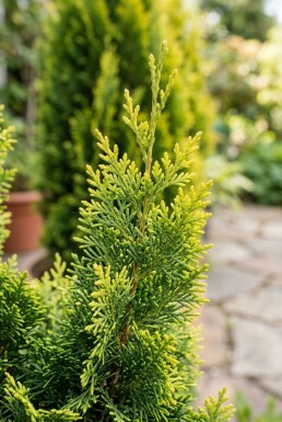 Chamaecyparis 'Maureen' Struik