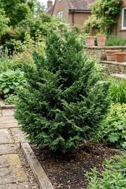 Chamaecyparis 'Meroki Twin' Struik