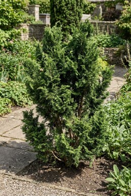 Chamaecyparis 'Meroki Twin' Struik