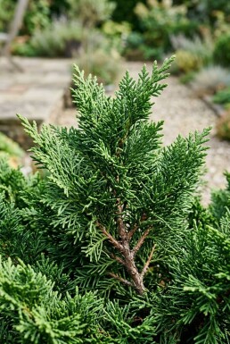 Chamaecyparis 'Meroki Twin' Struik