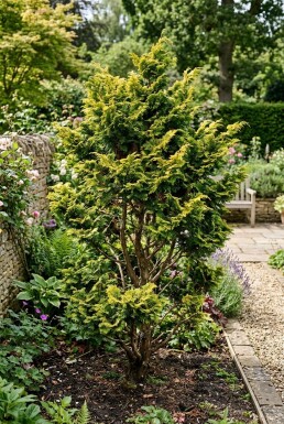 Chamaecyparis obtusa 'Fernspray Gold' Struik