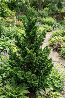 Chamaecyparis obtusa 'Teddy Bear' Struik