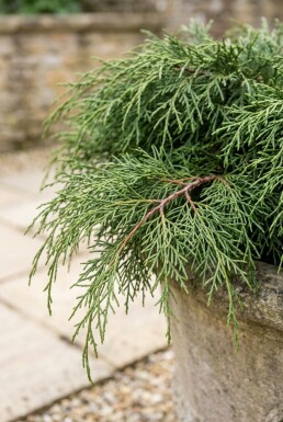 Chamaecyparis pisifera 'Filifera Nana'