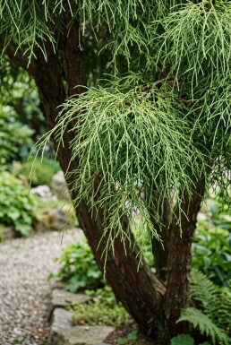 Chamaecyparis pisifera 'Filifera Nana' Meerstammig