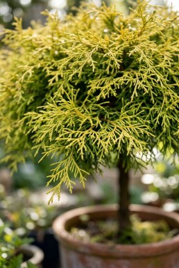 Chamaecyparis pisifera 'Sungold' op stam