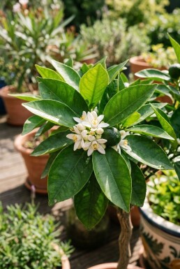 Citrus nobilis op stam