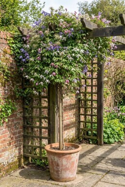 Clematis alpina gestokt