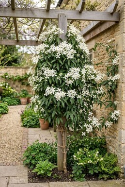 Clematis armandii 'Snowdrift' gestokt
