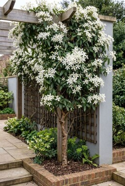 Clematis armandii 'Snowdrift' gestokt