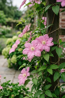 Clematis 'Bagatelle' gestokt