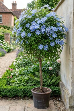 Clematis 'Blekitny Aniol' gestokt