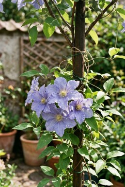 Clematis 'Blekitny Aniol' gestokt