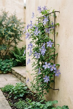 Clematis 'Blekitny Aniol' gestokt