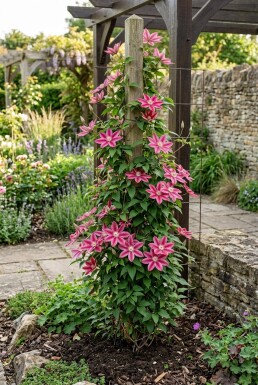 Clematis 'Capitaine Thuilleaux' gestokt